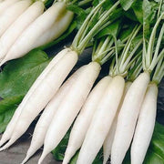 White Radish Seeds
