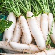 White Icicle Radish Seeds