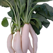 White Radish Seeds