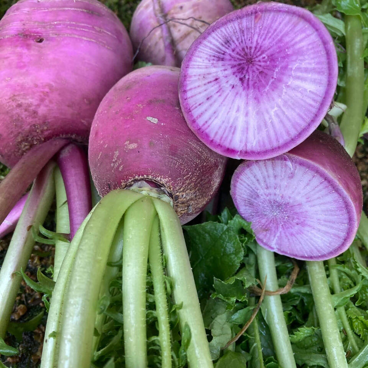 Bluemoon Radish Seeds