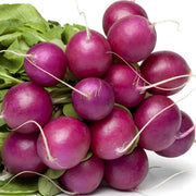 violet Radish Seeds