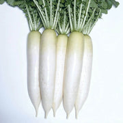 Alpine Radish Seeds