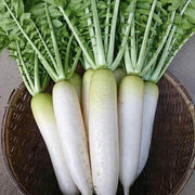 Alpine Radish Seeds