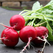 German Giant Radish Seeds