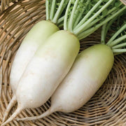 Alpine Radish Seeds