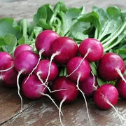 violet Radish Seeds