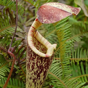 Raffles Pitcher Seeds