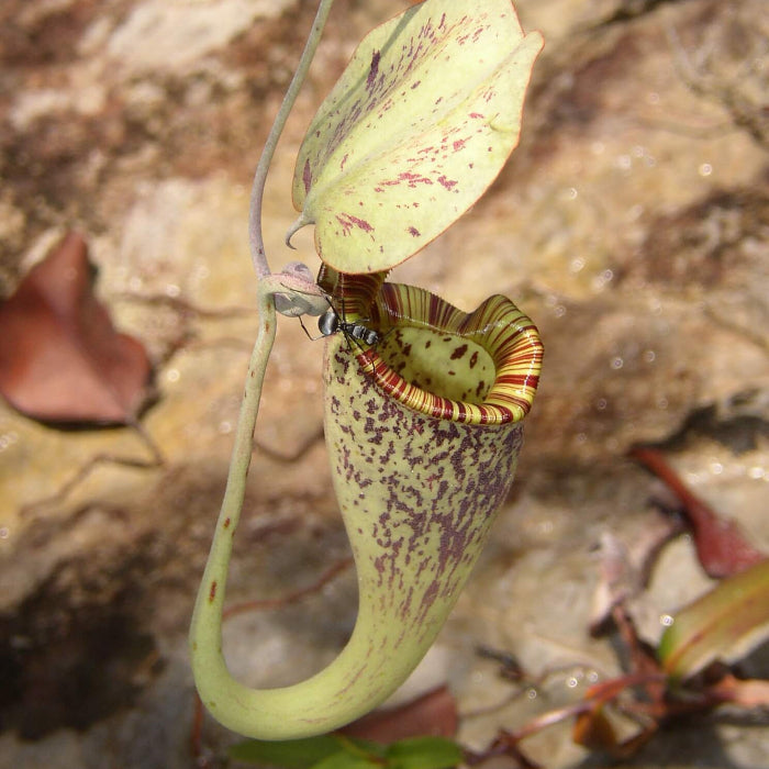 Raffles Pitcher Seeds