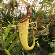Raffles Pitcher Seeds