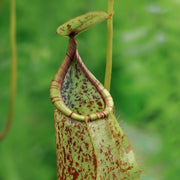 Raffles Pitcher Seeds