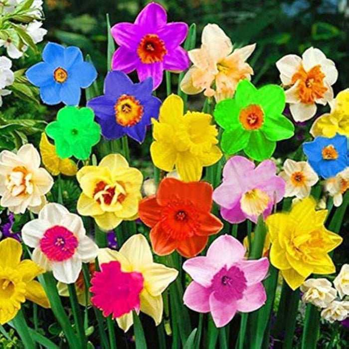 Rainbow Daffodils Seeds - Flower Plant