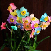 Rainbow Daffodils Seeds - Flower Plant