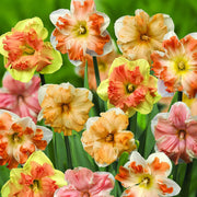 Rainbow Daffodils Seeds - Flower Plant