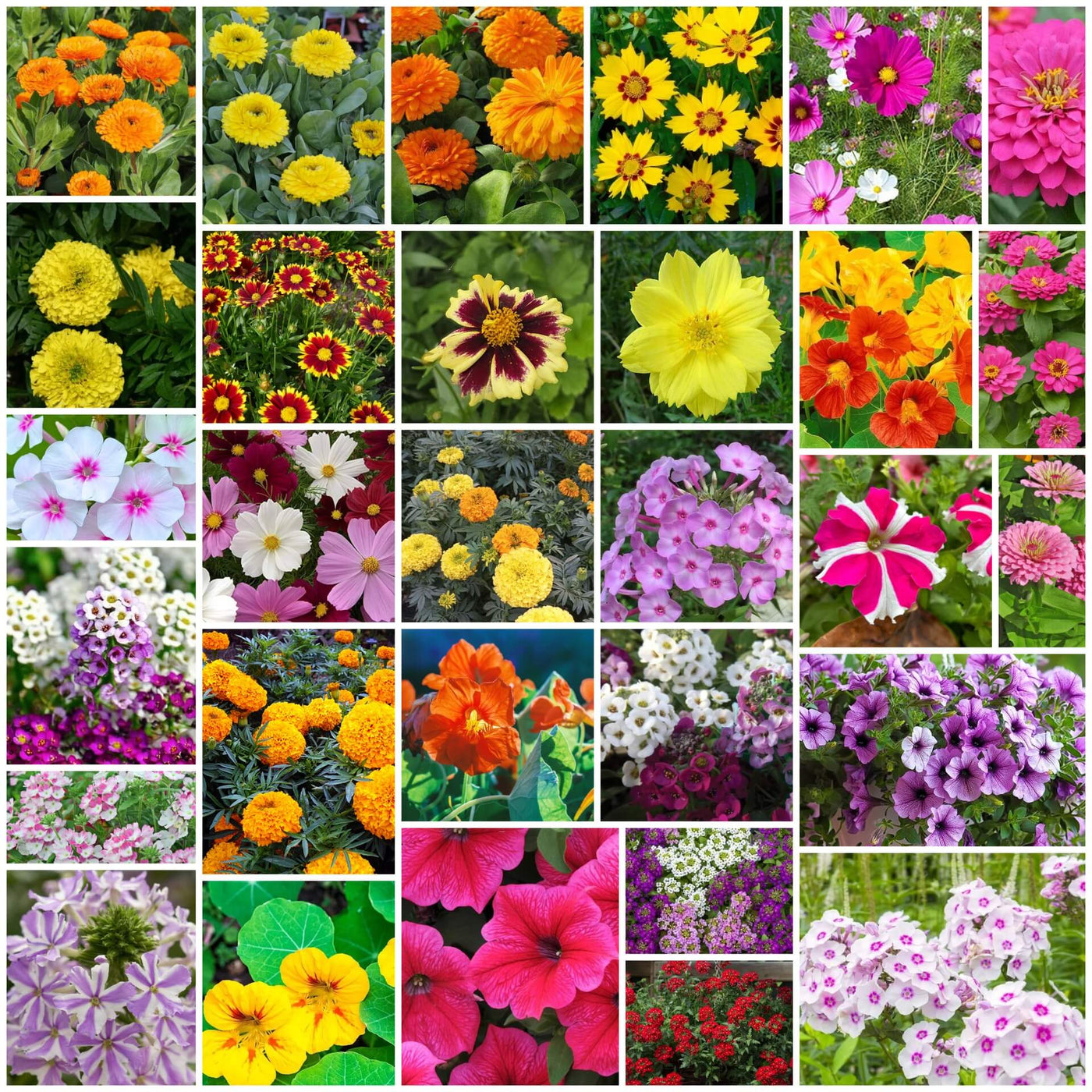 Rainbow Flower Seed Mix