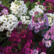 Rainbow Flower Seed Mix