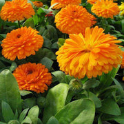 Rainbow Flower Seed Mix