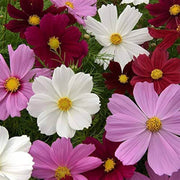 Rainbow Flower Seed Mix