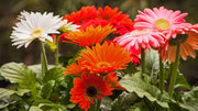 Gerbera Daisy Seeds – Gerbera jamesonii