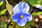 Pansy Seeds – Viola × wittrockiana