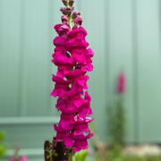 Snapdragon Seeds – Antirrhinum majus