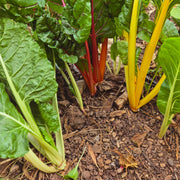 Swiss Chard Seeds – Beta vulgaris subsp. vulgaris