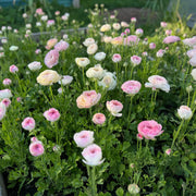 Ranunculus Seeds – Ranunculus asiaticus