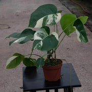 Rare Aroid Seeds - Tropical Ornamental Houseplant Seeds
