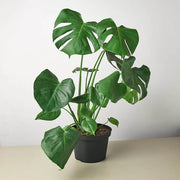 Rare Aroid Seeds - Tropical Ornamental Houseplant Seeds