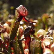 Rare Carnivorous - Ornamental Carnivorous Seeds