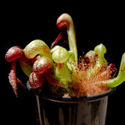 Rare Carnivorous - Ornamental Carnivorous Seeds