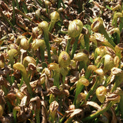 Rare Carnivorous - Ornamental Carnivorous Seeds