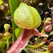 Rare Carnivorous - Ornamental Carnivorous Seeds