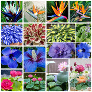 Rare Flower Collection Kit