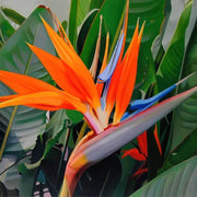 Rare Flower Collection Kit
