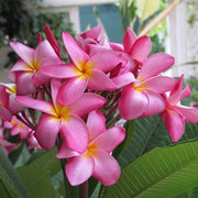 Rare Frangipani Seeds - Flower Plant