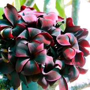 Rare Frangipani Seeds - Flower Plant