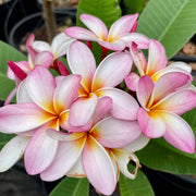 Rare Frangipani Seeds - Flower Plant
