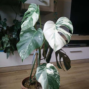 Rare Houseplants Seeds - Tropical Ornamental Houseplant Seeds