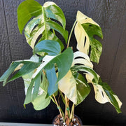Rare Houseplants Seeds - Tropical Ornamental Houseplant Seeds