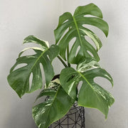 Rare Houseplants Seeds - Tropical Ornamental Houseplant Seeds