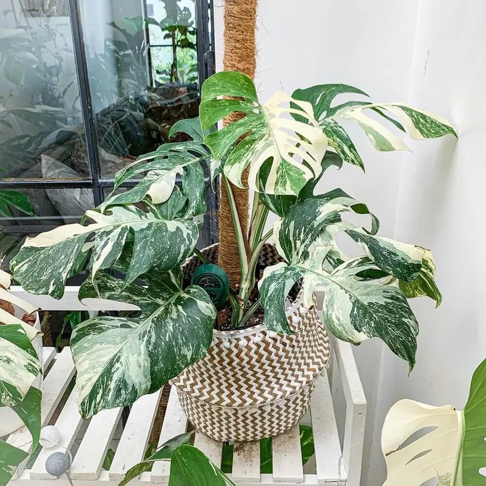 Rare Houseplants Seeds - Tropical Ornamental Houseplant Seeds