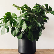Rare Monstera Seeds - Tropical Ornamental Houseplant Seeds for Planting