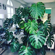 Rare Monstera Seeds - Tropical Ornamental Houseplant Seeds for Planting