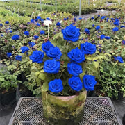 Rare Red Heirloom Blue Rose Seeds