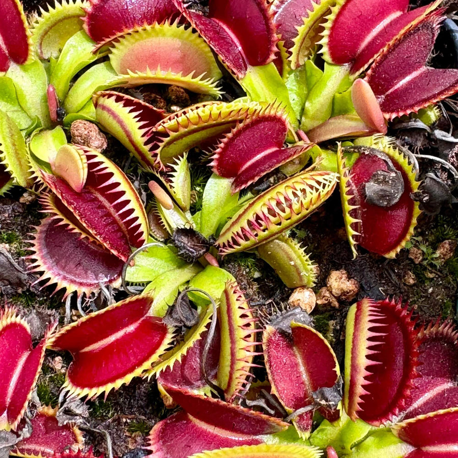 Venus Seeds, Dionaea muscipula Flower Seeds