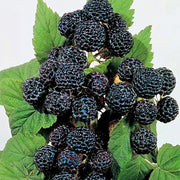 Black Raspberry Seeds