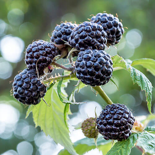 Black Raspberry Seeds