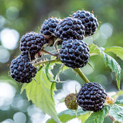 Black Raspberry Seeds