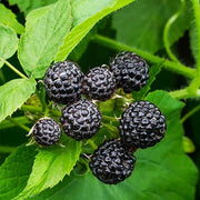 Black Raspberry Seeds