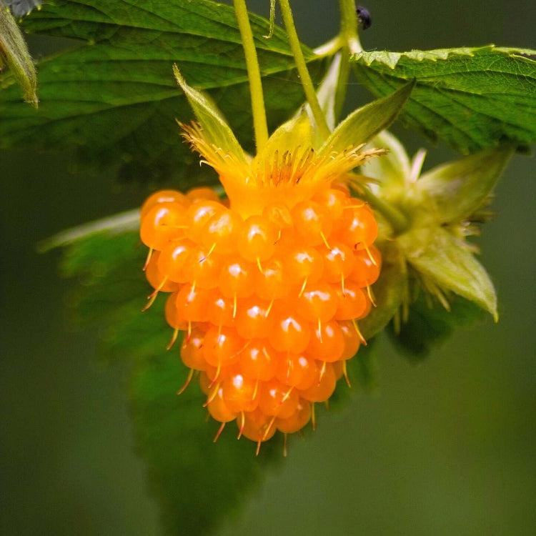 Salmonberry Raspberry Seeds